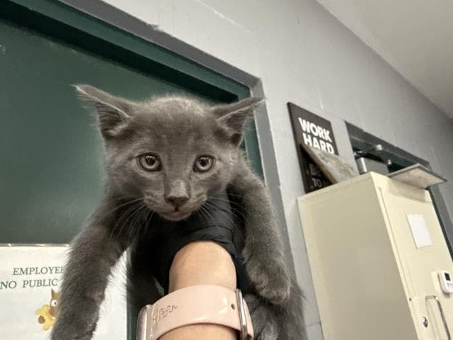 Unknown - Domestic Short Hair