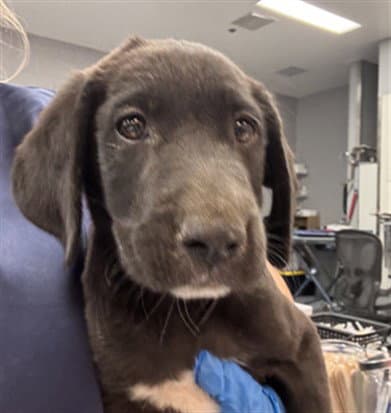Tommy - Labrador Retriever