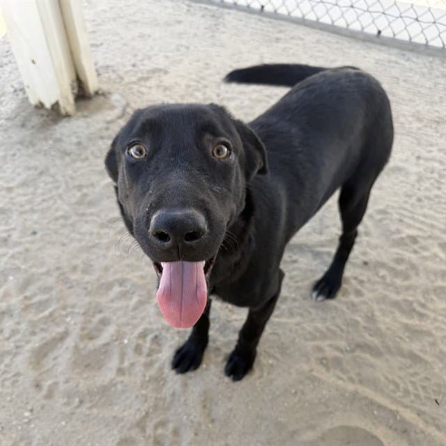 Kipp - Labrador Retriever