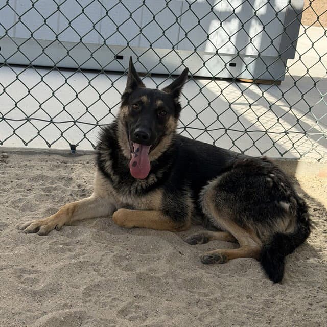 Unknown - German Shepherd Dog