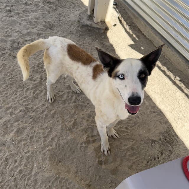Spot - Terrier