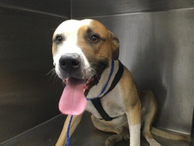 Wyatt - Pit Bull Terrier