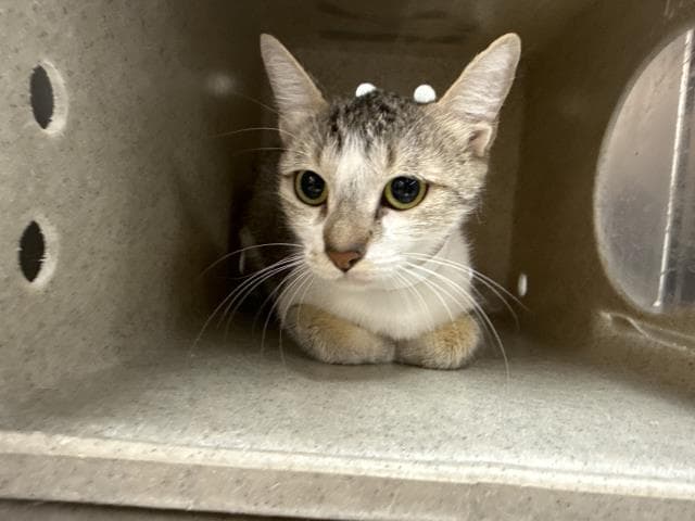 Unknown - Domestic Short Hair