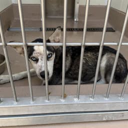 Balto image 1
