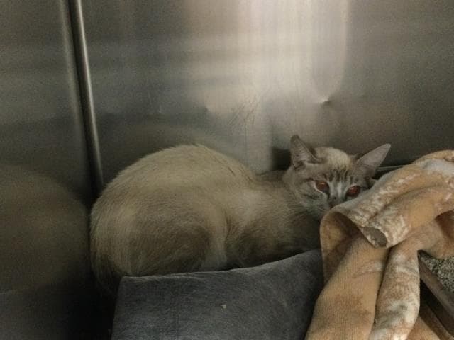 Unknown - Domestic Short Hair