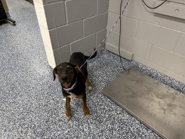 Sandy - Doberman Pinscher