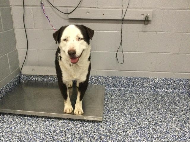 Unknown - Australian Cattle Dog/Blue Heeler