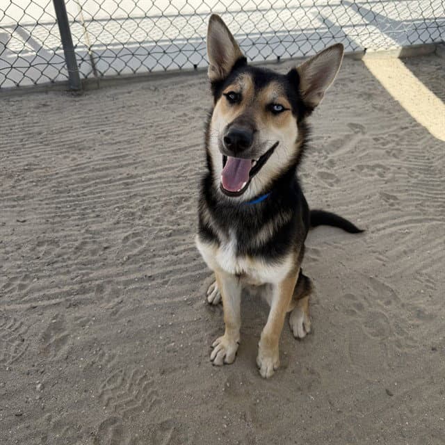 Raiden - German Shepherd Dog