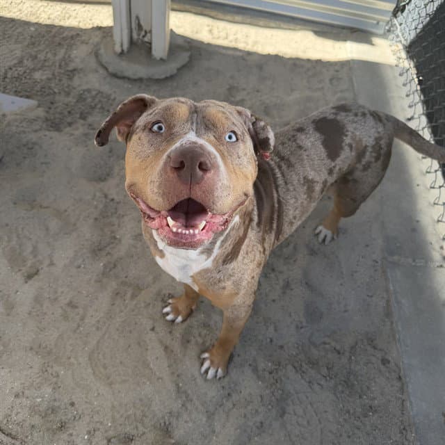 Terra - Pit Bull Terrier
