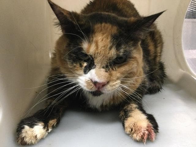 Unknown - Domestic Medium Hair