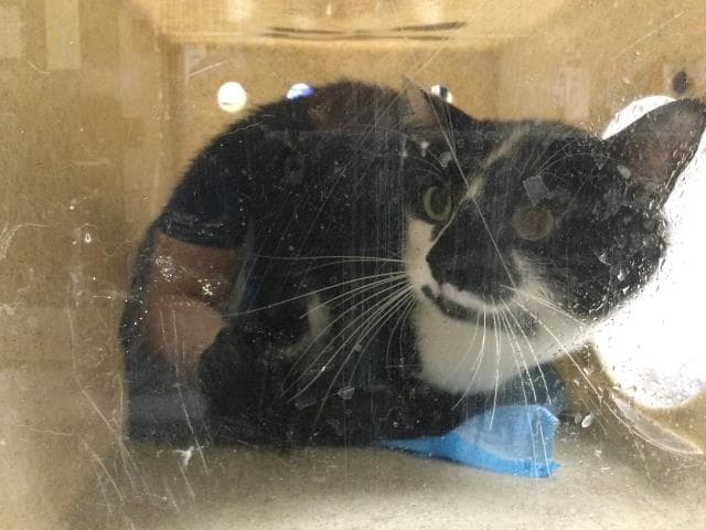 Butterbean - Domestic Short Hair