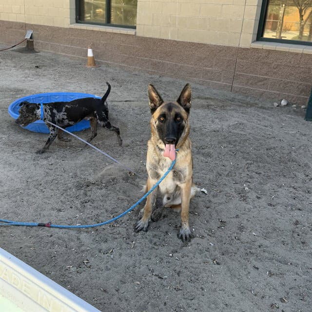 Brownie - German Shepherd Dog