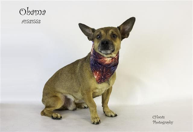 Obama - Chihuahua