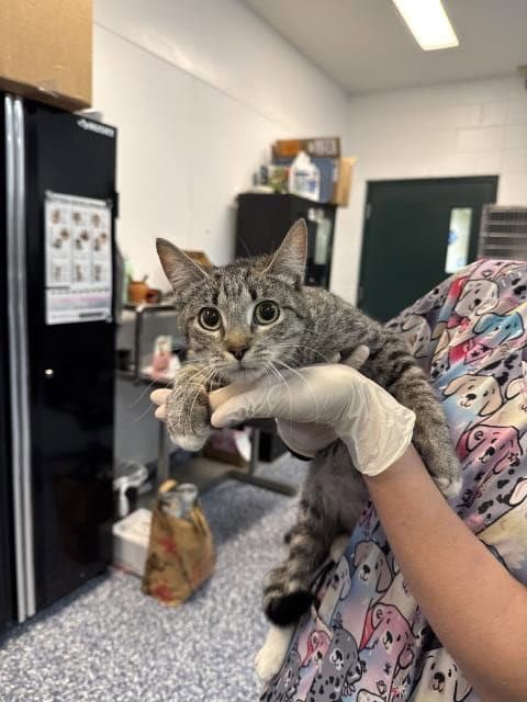 Tracy - Domestic Short Hair