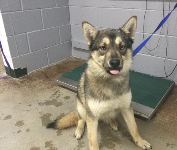 Maxine - Siberian Husky