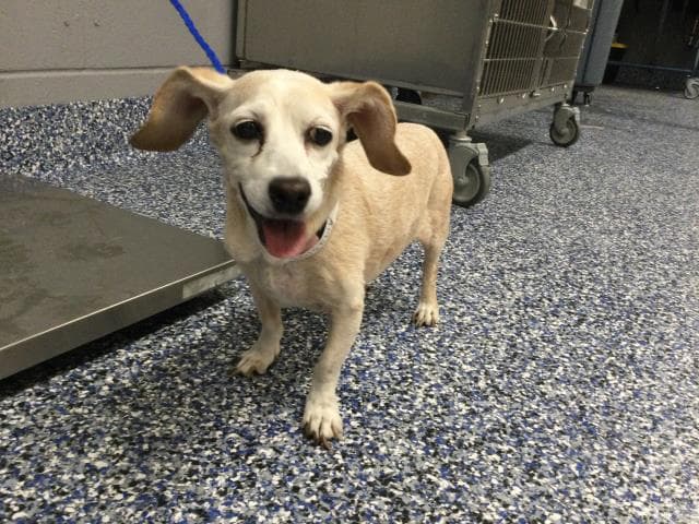 Bailey - Chihuahua