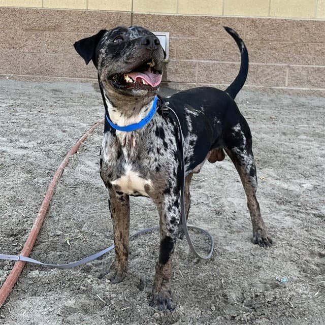 Otis - Pit Bull Terrier