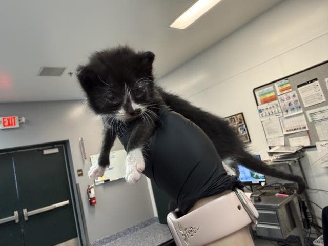 Unknown - Domestic Short Hair
