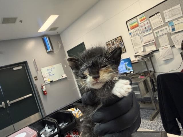 Unknown - Domestic Short Hair