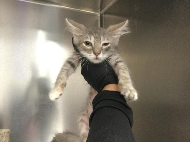 Bonnie - Domestic Short Hair