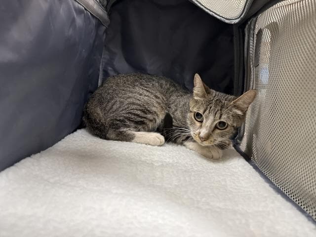 Unknown - Domestic Short Hair