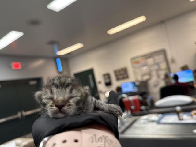 Unknown - Domestic Short Hair
