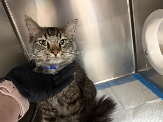 Amore - Domestic Medium Hair