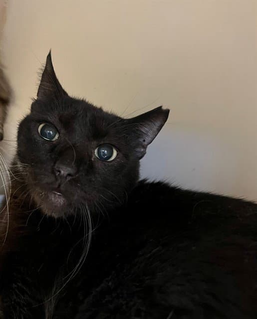 Drake - Domestic Short Hair