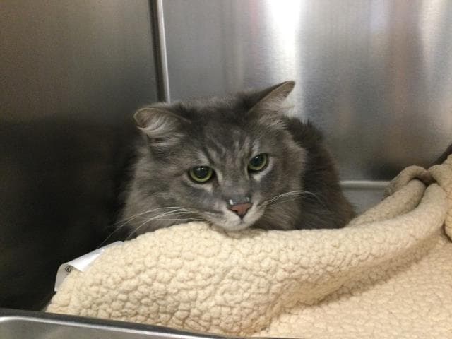 Unknown - Domestic Medium Hair