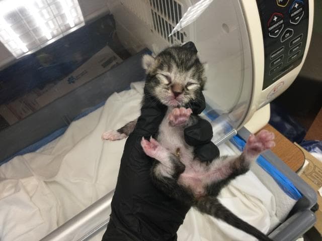 Unknown - Domestic Short Hair