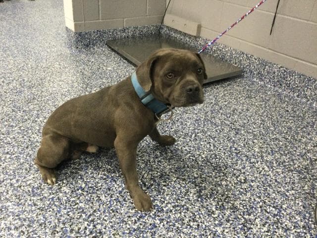 Unknown - Pit Bull Terrier