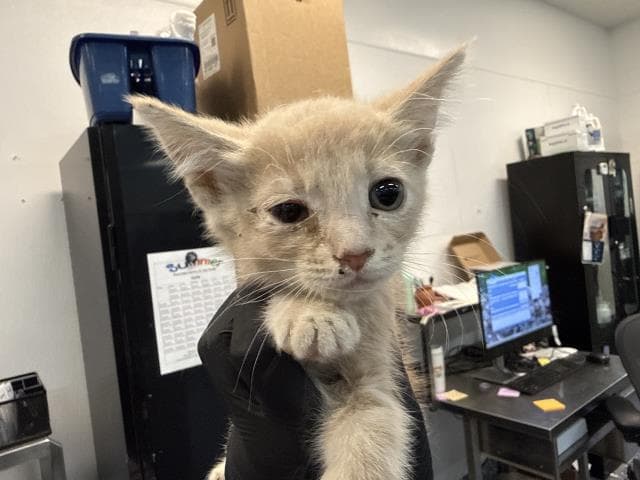 Unknown - Domestic Short Hair