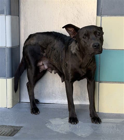 Chili - Pit Bull Terrier
