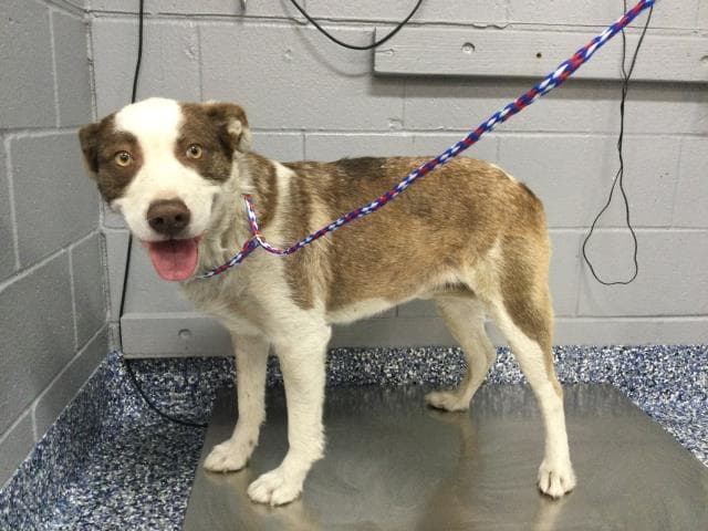 Paloma - Australian Cattle Dog/Blue Heeler