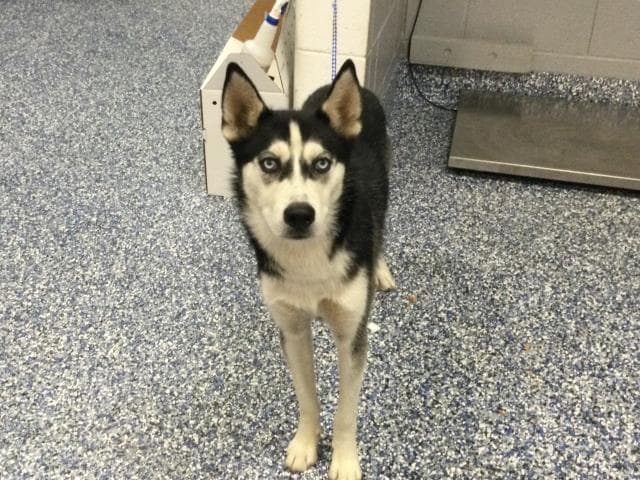 Bark Ruffalo - Husky