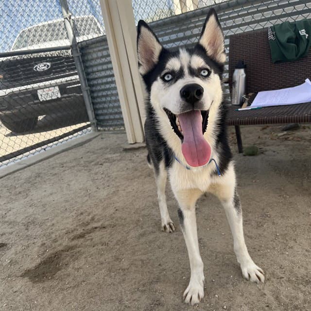 Bark Ruffalo - Husky