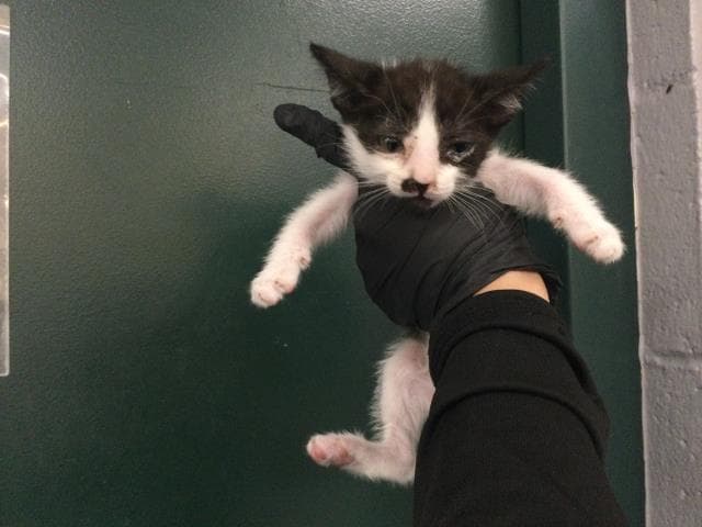 Unknown - Domestic Short Hair