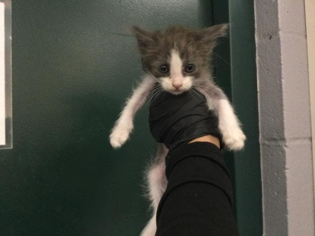 Unknown - Domestic Short Hair