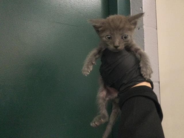 Unknown - Domestic Short Hair