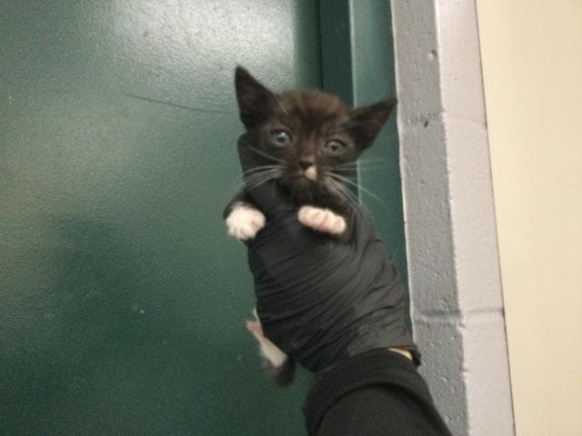 Unknown - Domestic Short Hair