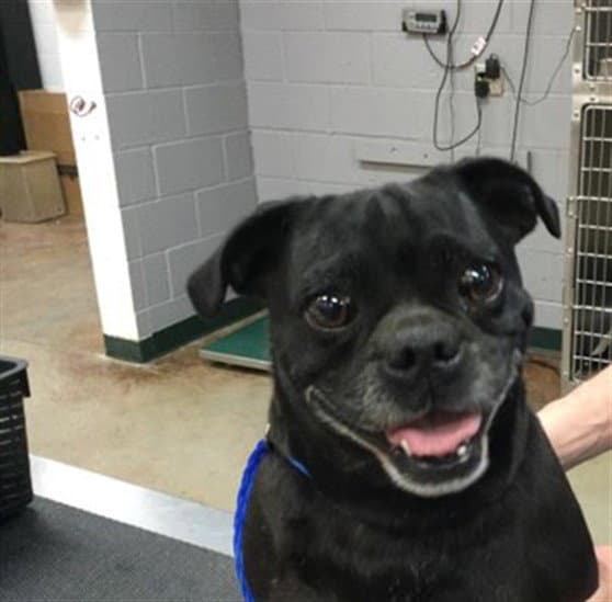 Lola - Pug