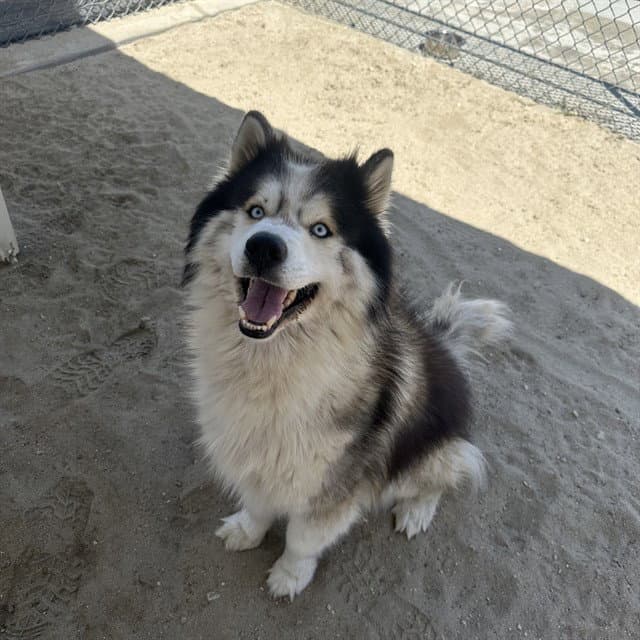 Quest - Siberian Husky