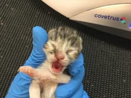 Azriel image 1