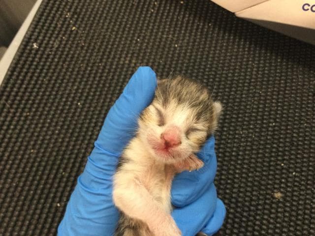 Groot - Domestic Short Hair
