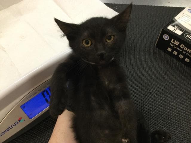 Lady - Domestic Short Hair