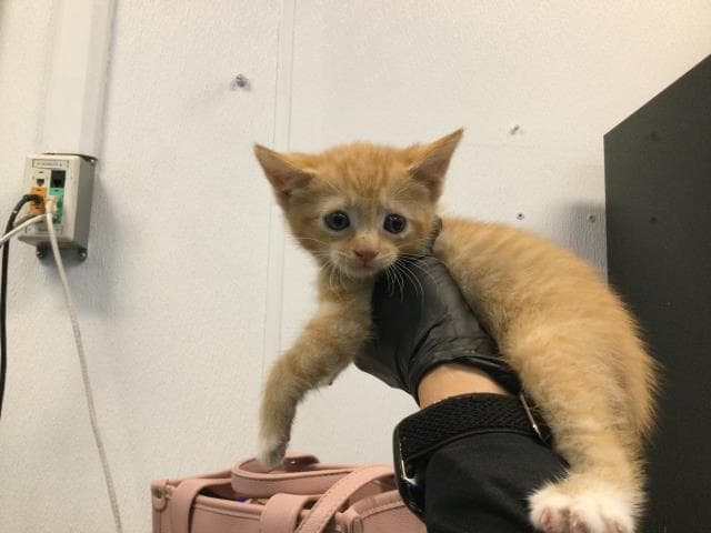 Unknown - Domestic Short Hair
