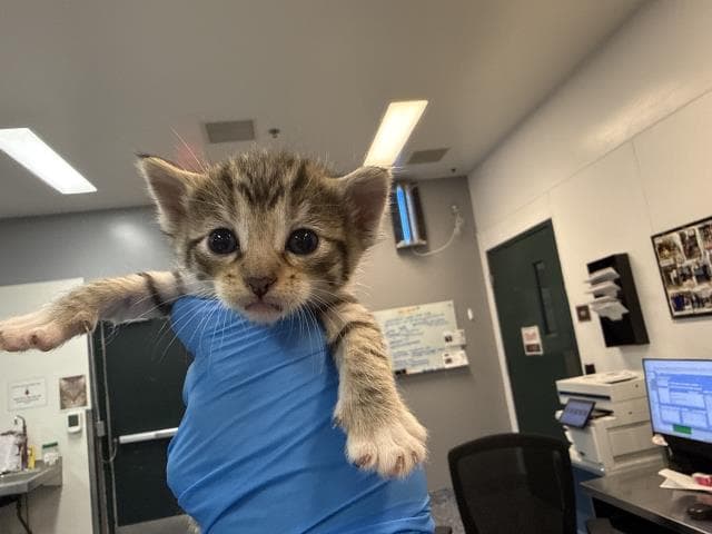 Unknown - Domestic Short Hair
