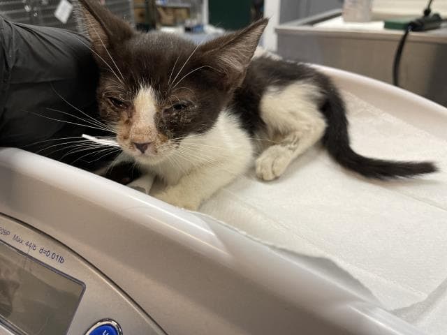 Unknown - Domestic Short Hair
