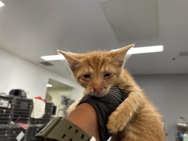 Unknown - Domestic Short Hair