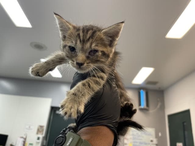 Unknown - Domestic Short Hair